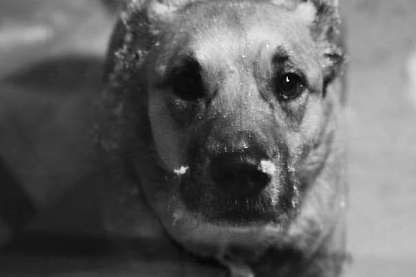 A dog, in black and white