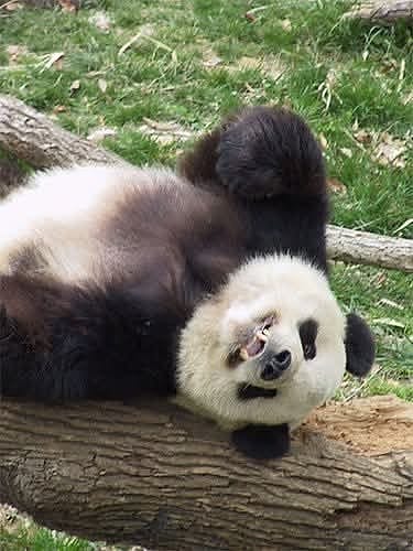 A giant panda lounging on a log