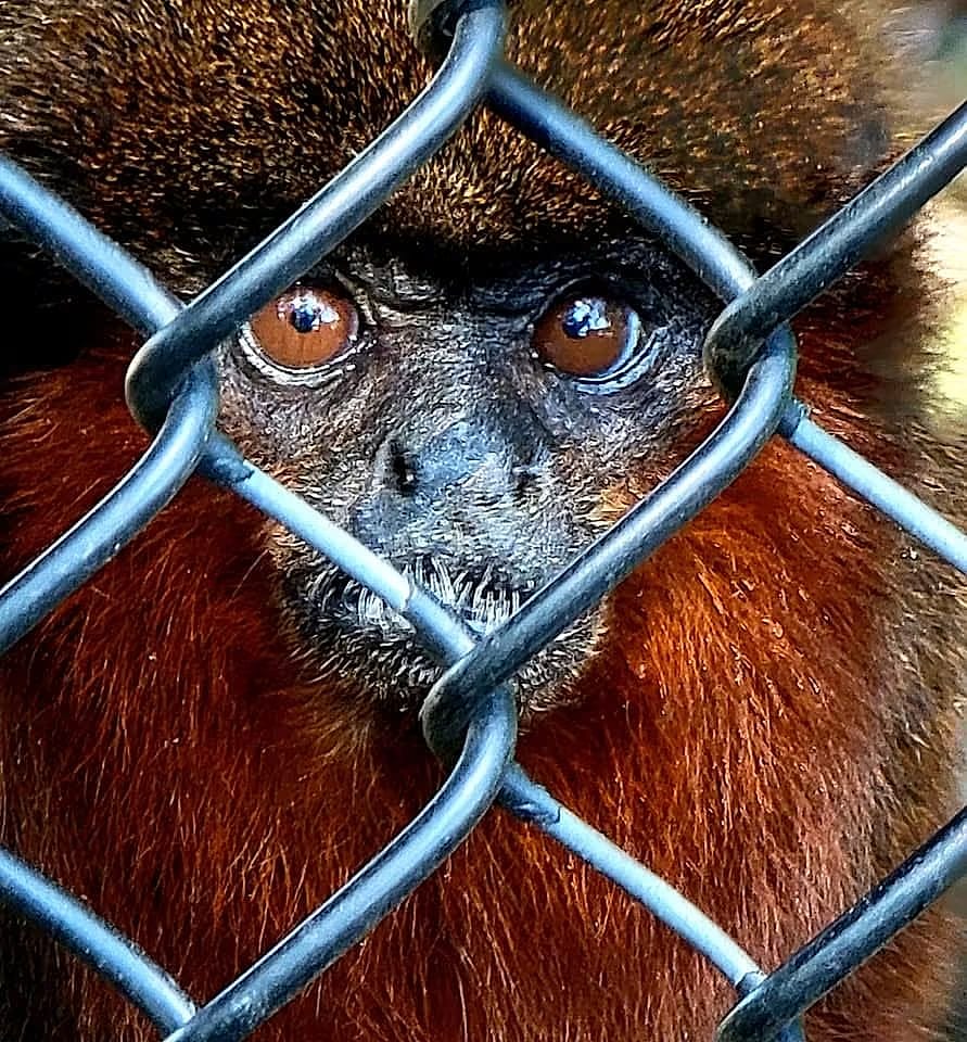 A red monkey looking through a fence
